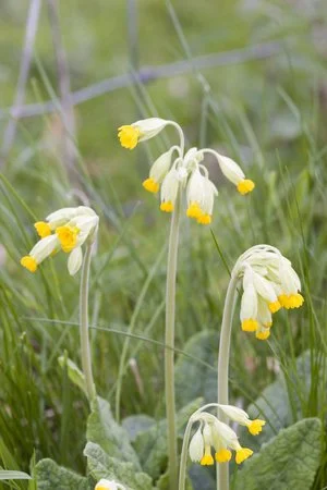 Living Life Lightly | Saskia's Flower Essences